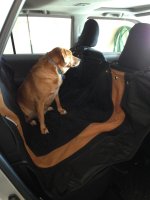 pet hammock.jpg