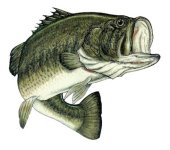 Largemouth600x530.jpg