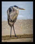 bird2.jpg