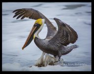 pelican.jpg