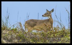 beachdeer.jpg