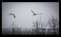 flight.jpg