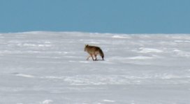 Berthoud wolf 1.jpg Berthoud wolf 1.jpg