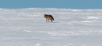 Berthoud wolf 2.jpg Berthoud wolf 2.jpg