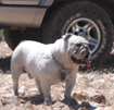 bulldog-yota