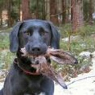 ScoutDog