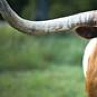 Bevo