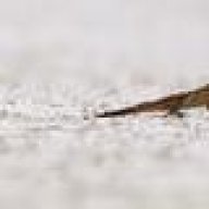 SnowLizard