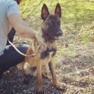 MalinoisRunner