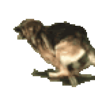 Schaferhund