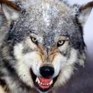 Arkansaswolf