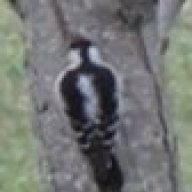 VaWoodpecker