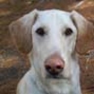 Jerrydog