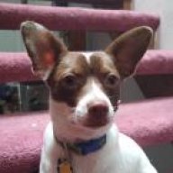 Organ