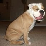 Bulldog_Runner