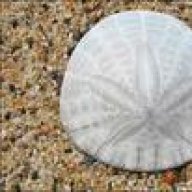 SandDollar