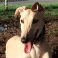 GreyhoundGuy