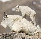 MountainGoat