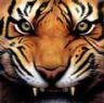 darktiger