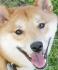 Wai