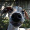 WhippetMike