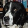 Springer