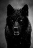 RaisedByWolves