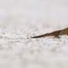 SnowLizard