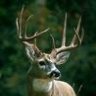 BuckKnows