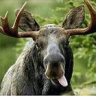Silver_Bear