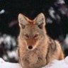 Coyotearms