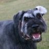 Dogsmiles