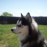 huski