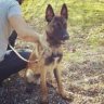 MalinoisRunner