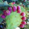 pricklypear