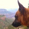traildog