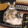 FatrCat
