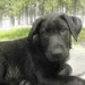 Bigrupp