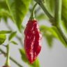 GhostChili