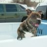 StaffyBull