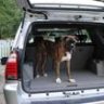 BoxerSport06