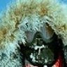 paratrooper
