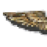 semperfly