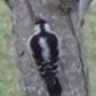 VaWoodpecker