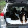 mountaindog
