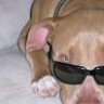 Dadstoy