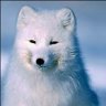 Snowfox