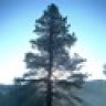 Tall Pine