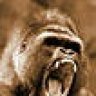 SilverBack4Jack