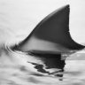 TigerSharkSR5
